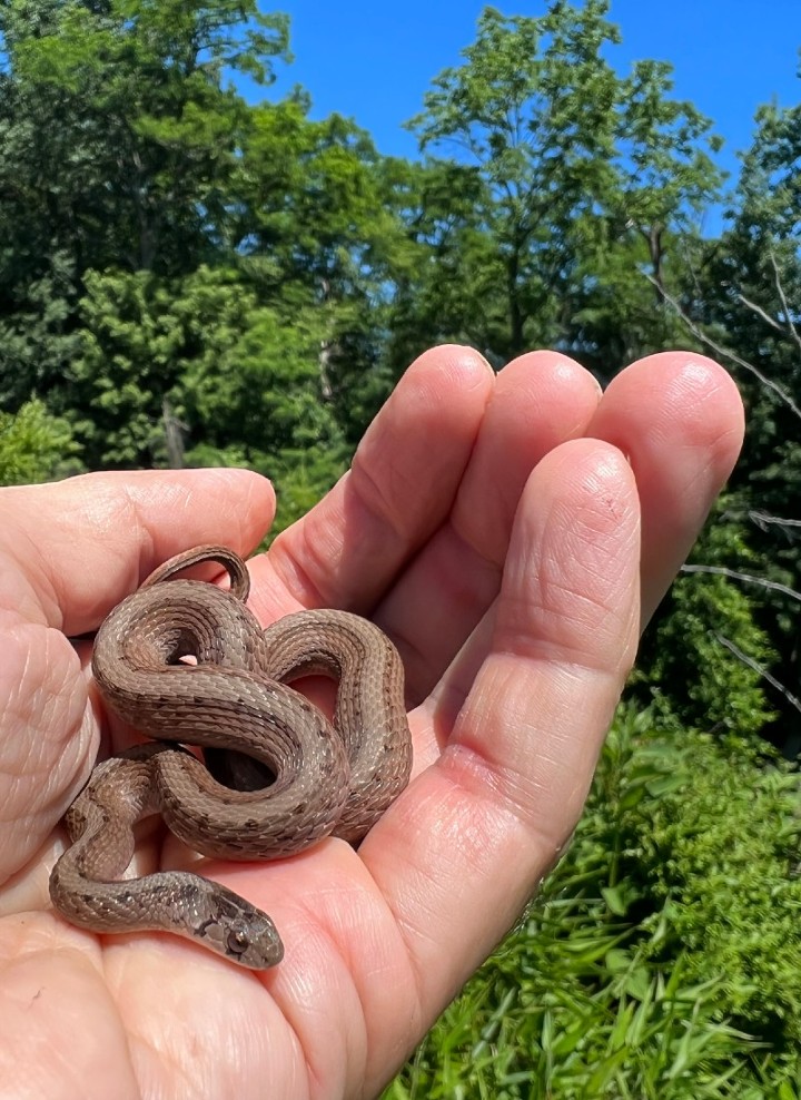 DeKay's Brown Snake